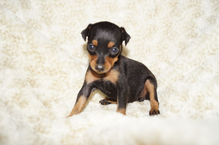 極小美人！！【ブラック＆タン】女の子（061104）ミニチュアピンシャー