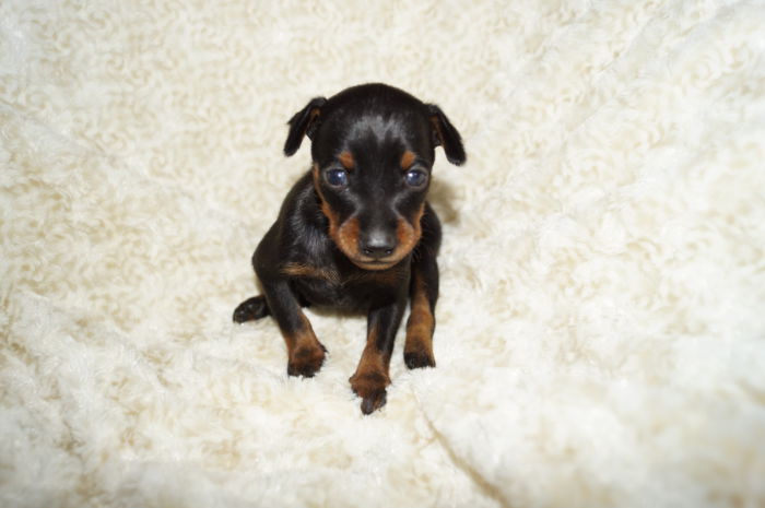 小ぶり！！【ブラック＆タン】女の子（061103）ミニチュアピンシャー