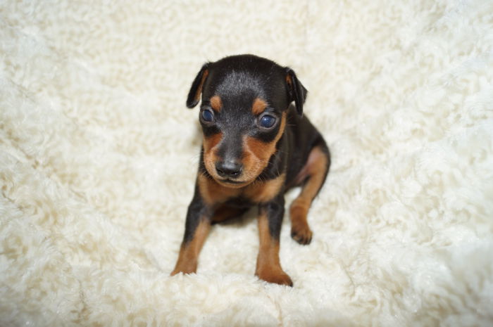 小ぶり！！【ブラック＆タン】男の子（061101）ミニチュアピンシャー