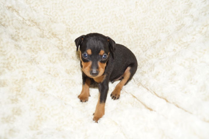 イケメン！！【ブラック＆タン】男の子（061102）ミニチュアピンシャー