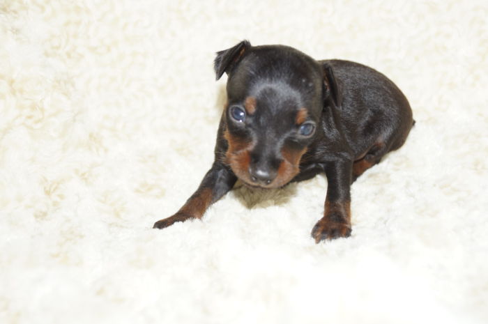 極小！！【ブラック＆タン】男の子（062501）ミニチュアピンシャー