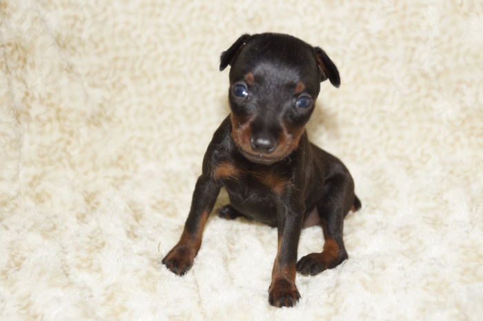 小ぶり！！【ブラック＆タン】男の子（062502）ミニチュアピンシャー