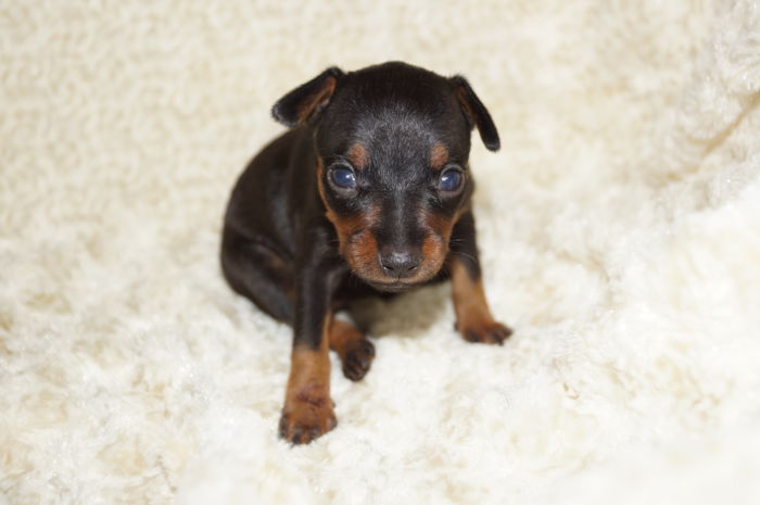 小ぶり！！【ブラック＆タン】女の子（062503）ミニチュアピンシャー