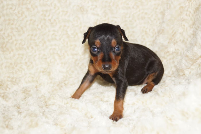 小ぶり美人！！【ブラック＆タン】女の子（062504）ミニチュアピンシャー