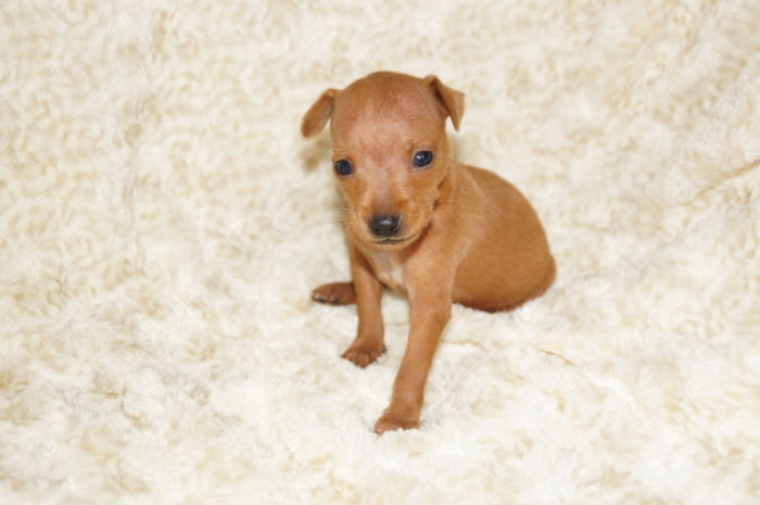 極小！！【レッド】男の子（062401）ミニチュアピンシャー