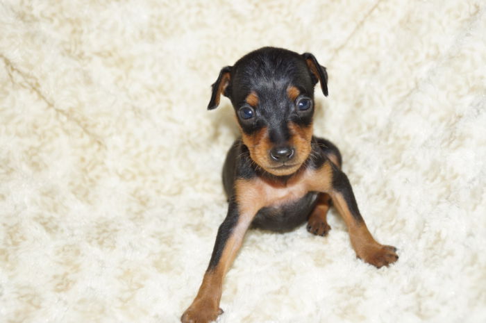 極小！！【ブラック＆タン】男の子（062402）ミニチュアピンシャー