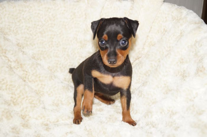 美人！！【ブラック＆タン】女の子（080701）ミニチュアピンシャー