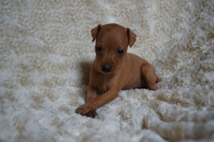 小ぶり！！【レッド】女の子（090301）ミニチュアピンシャー