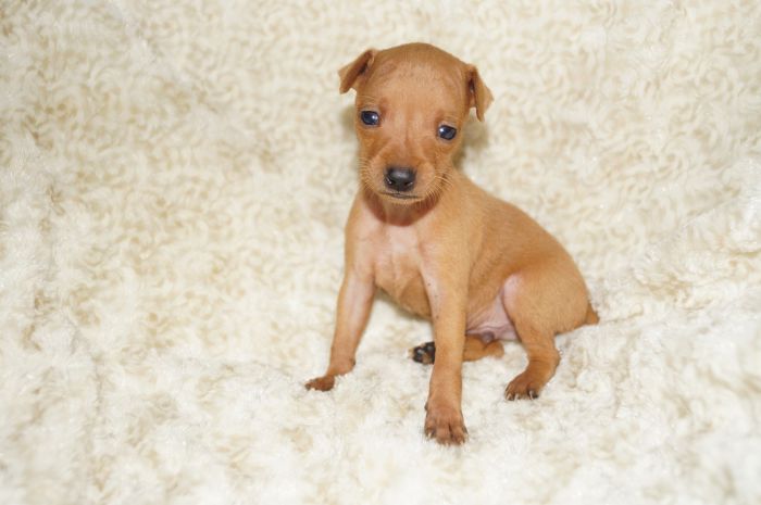 小ぶり！！【レッド】男の子（090302）ミニチュアピンシャー