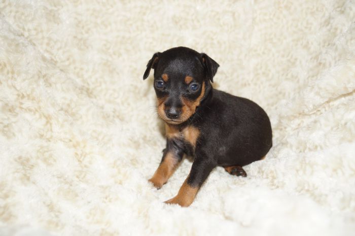 【ブラックタン】女の子（090303）ミニチュアピンシャー