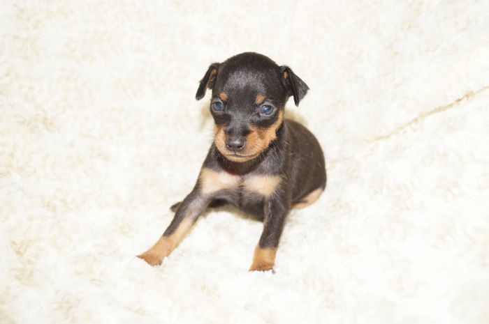 イケメン小ぶり！！【ブラックタン】男の子（090304）ミニチュアピンシャー