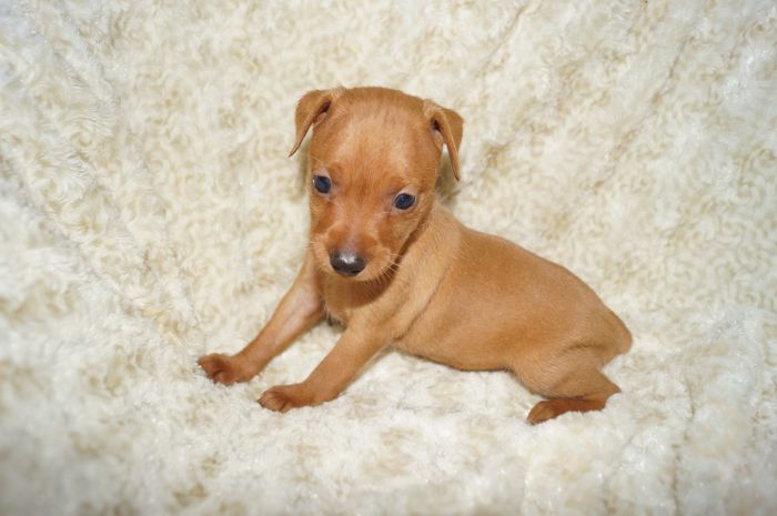 【レッド】女の子（091001）ミニチュアピンシャー