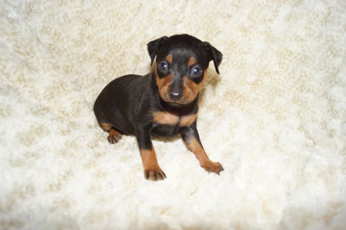 【ブラックタン】女の子（091001）ミニチュアピンシャー