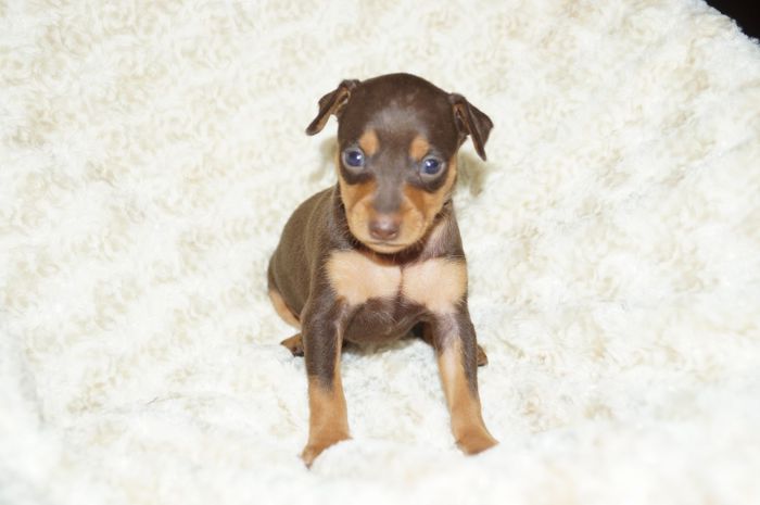 人気色！！【チョコタン】女の子（092404）ミニチュアピンシャー