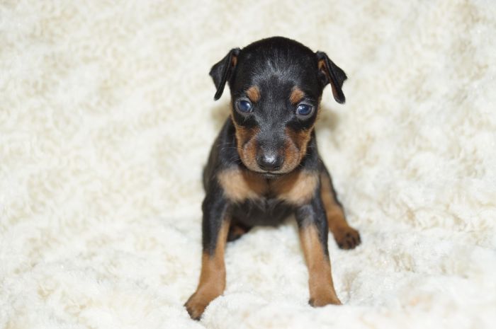 【ブラックタン】女の子（092401）ミニチュアピンシャー