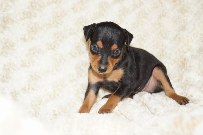 美人！！【ブラックタン】女の子（092403）ミニチュアピンシャー