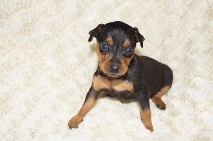 【ブラックタン】女の子（092402）ミニチュアピンシャー