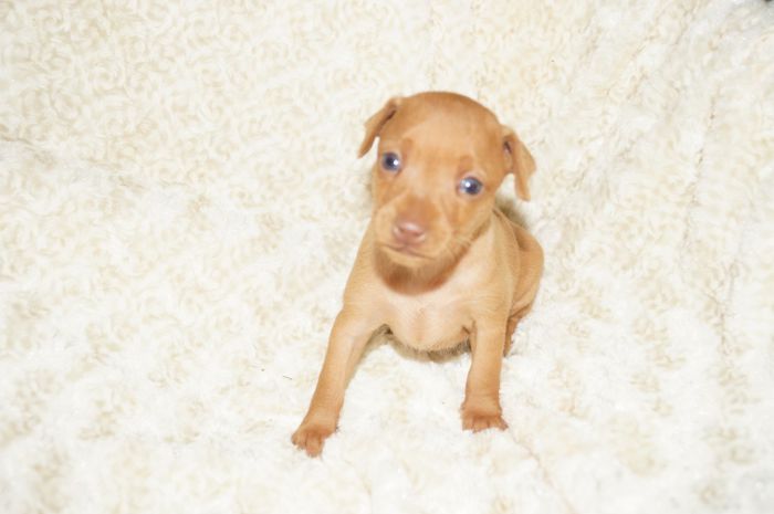 【レッド】女の子（100101）ミニチュアピンシャー