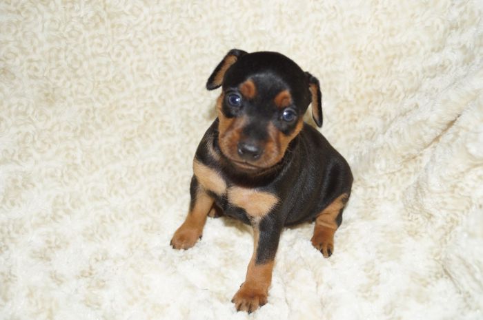 【ブラックタン】男の子（100102）ミニチュアピンシャー