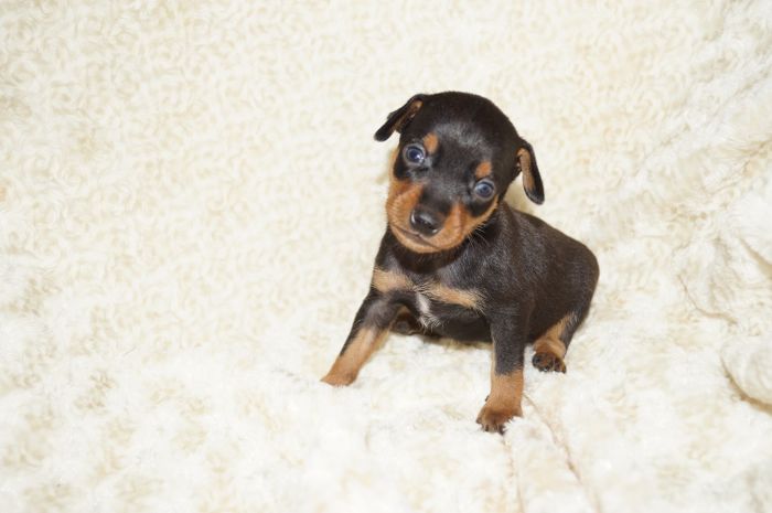 小ぶり！！【ブラックタン】男の子（100701）ミニチュアピンシャー