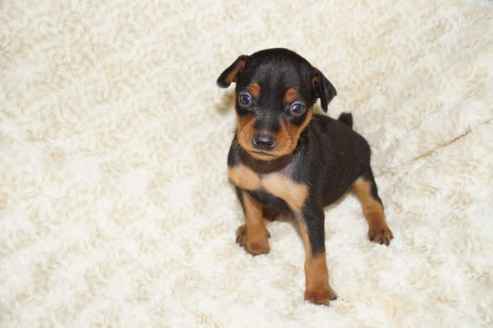 【ブラックタン】女の子（100702）ミニチュアピンシャー