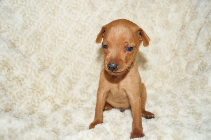 小ぶり！！【レッド】男の子（101001）ミニチュアピンシャー