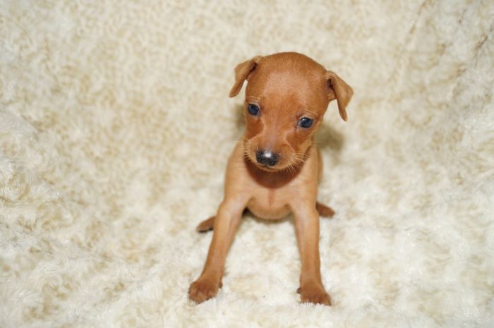 小ぶり美人！！【レッド】女の子（101002）ミニチュアピンシャー