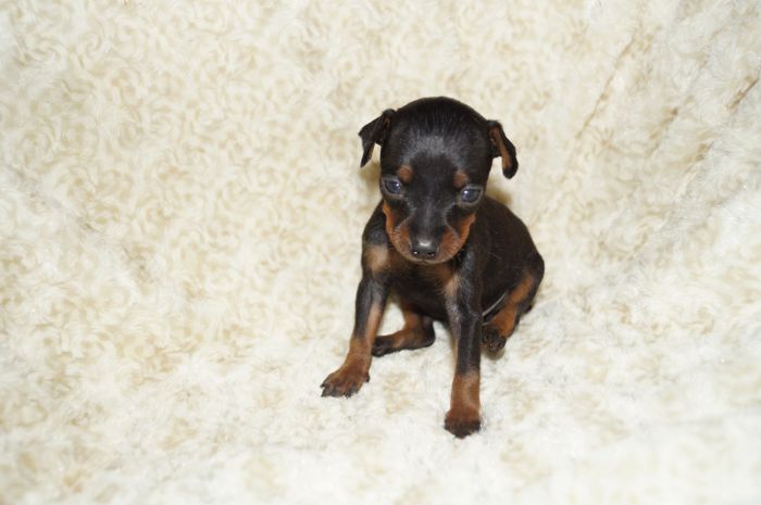 極小！！【ブラックタン】男の子（101004）ミニチュアピンシャー