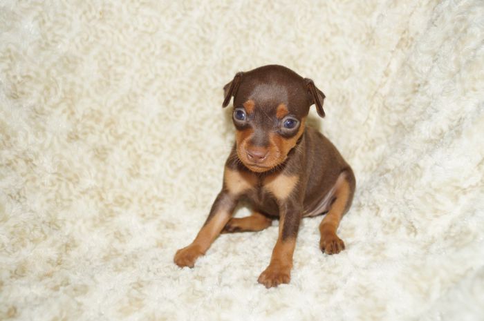 人気色　小ぶり！！【チョコタン】女の子（101005）ミニチュアピンシャー