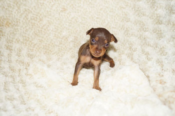 極小人気色！！【チョコタン】女の子（110701）ミニチュアピンシャー