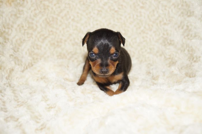 極小美人！！【ブラックタン】女の子（110702）ミニチュアピンシャー