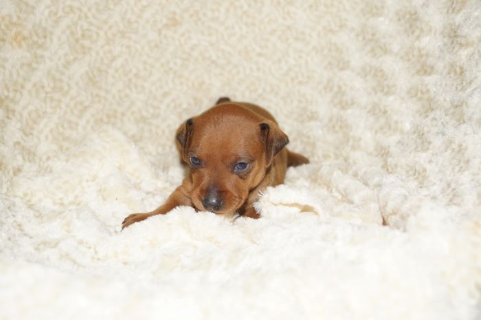 【レッド】女の子（103001）ミニチュアピンシャー