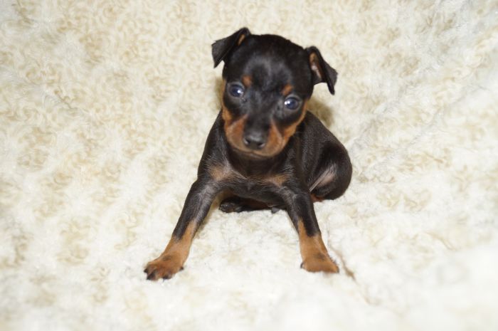 小ぶり！！【ブラックタン】女の子（112701）ミニチュアピンシャー