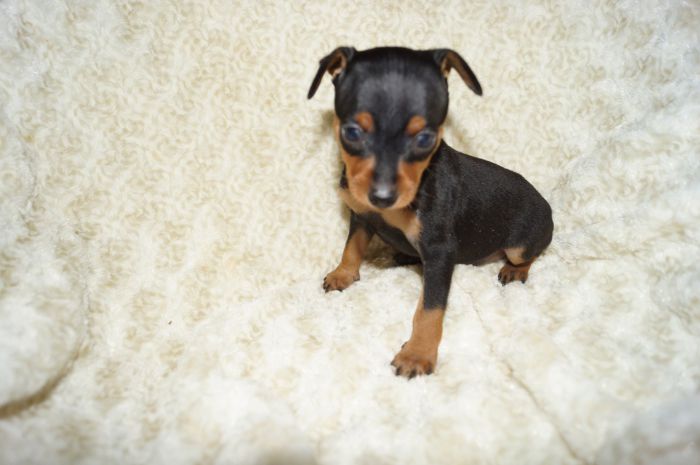 小ぶり！！【ブラックタン】男の子（120301）ミニチュアピンシャー