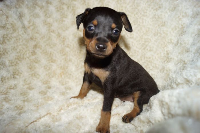 小ぶり！！【ブラックタン】男の子（120302）ミニチュアピンシャー