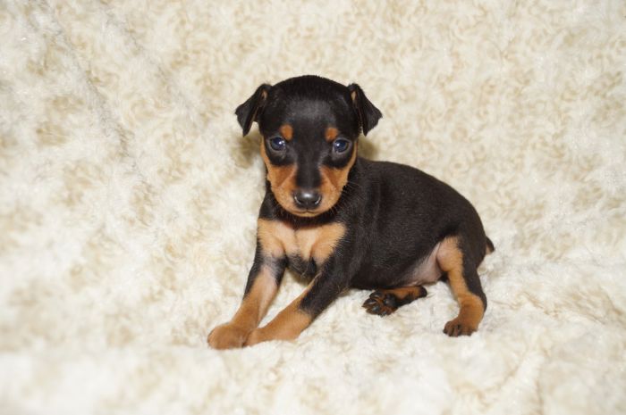 小ぶり美人！！【ブラックタン】女の子（121202）ミニチュアピンシャー