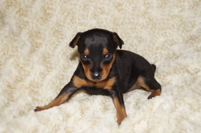 小ぶり！！【ブラックタン】女の子（121201）ミニチュアピンシャー