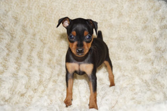 小ぶり美人！！【ブラックタン】女の子（121203）ミニチュアピンシャー