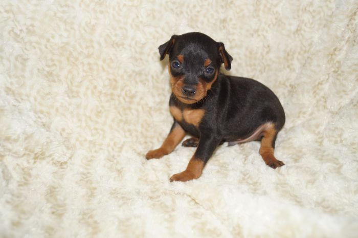 小ぶり！！【ブラックタン】男の子（010101）ミニチュアピンシャー