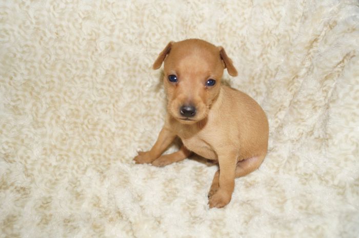 【レッド】男の子（010102）ミニチュアピンシャー