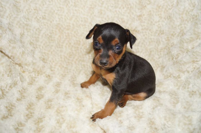 【ブラックタン】女の子（010103）ミニチュアピンシャー