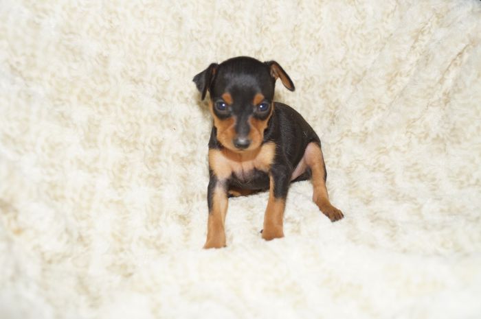 小ぶり美人！！【ブラックタン】女の子（010104）ミニチュアピンシャー