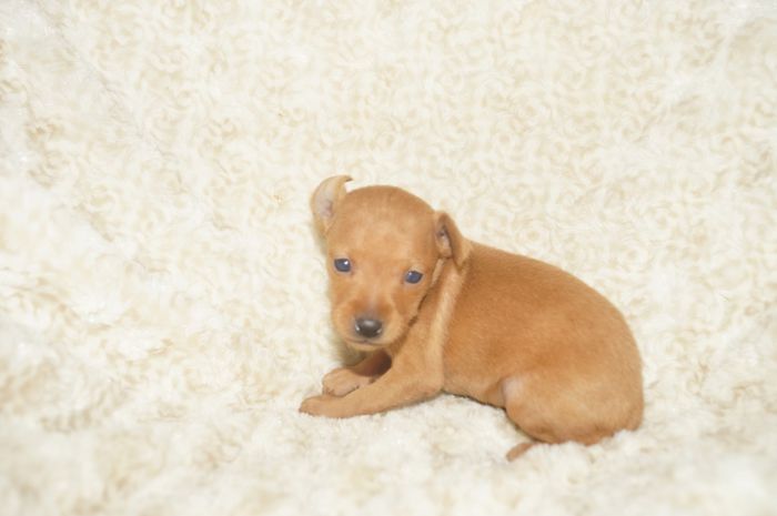 極小！！【レッド】男の子（012901）ミニチュアピンシャー