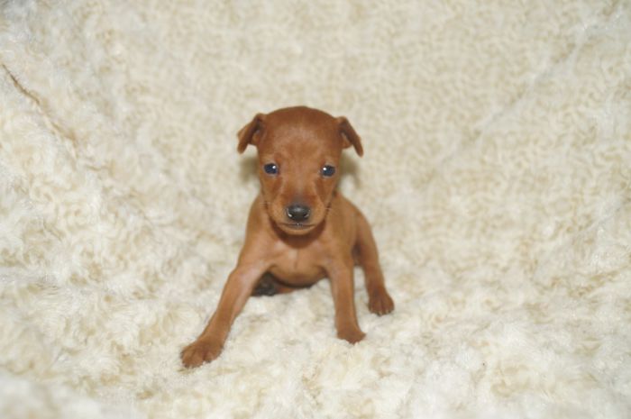 小ぶり！！【レッド】男の子（012902）ミニチュアピンシャー