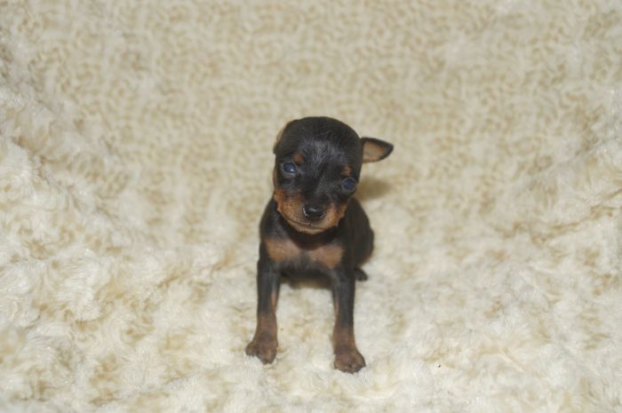 極小！！【ブラックタン】女の子（012903）ミニチュアピンシャー