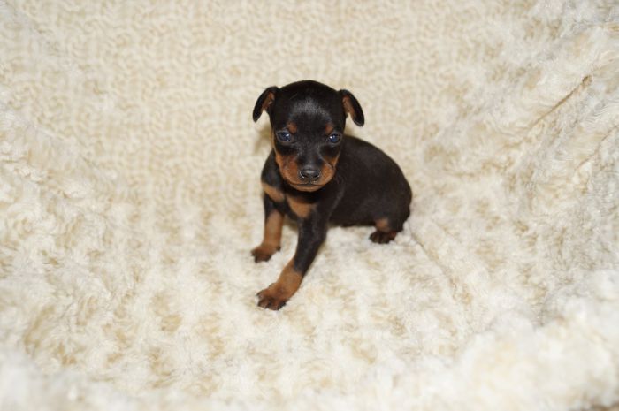 小ぶり！！【ブラックタン】女の子（020502）ミニチュアピンシャー