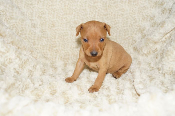 【レッド】女の子（020503）ミニチュアピンシャー