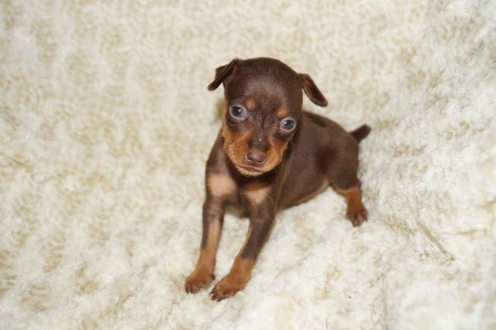 小ぶり！！【チョコタン】女の子（021802）ミニチュアピンシャー