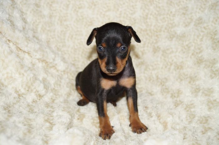 【ブラックタン】女の子（021801）ミニチュアピンシャー