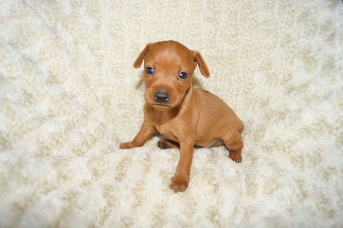 小ぶり！！【レッド】男の子（030401）ミニチュアピンシャー